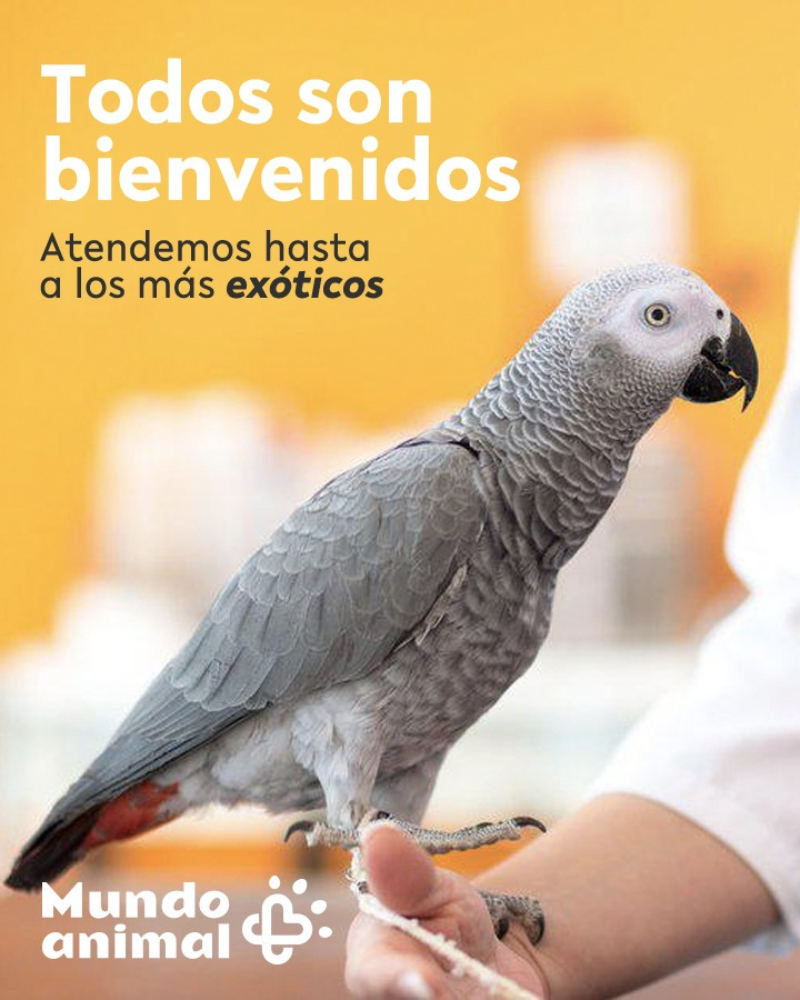 animales exoticos